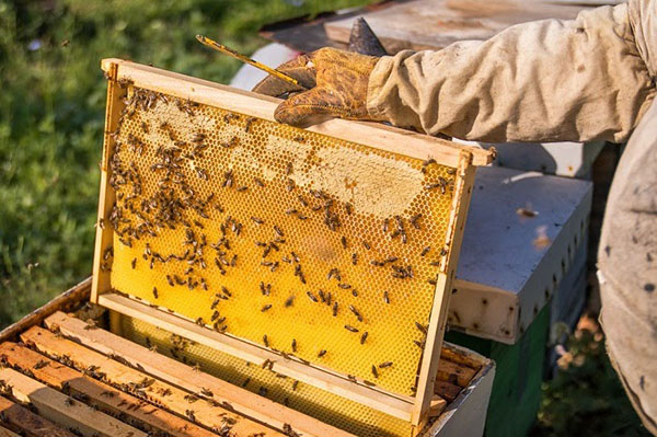xử lí mật ong chất lượng thấp